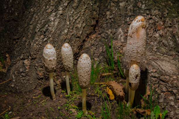 coprinus