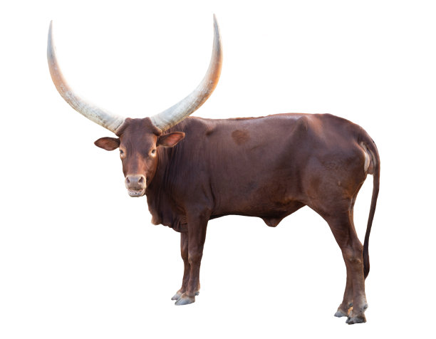 horned