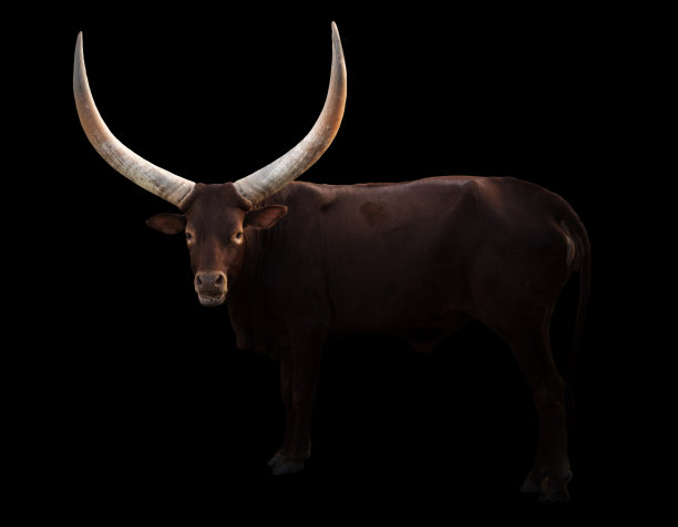 horned