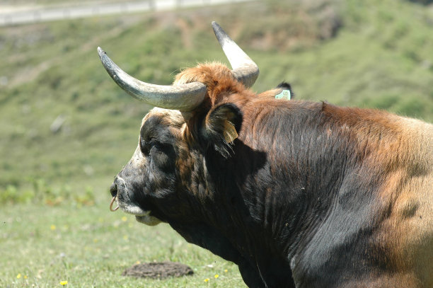 toro