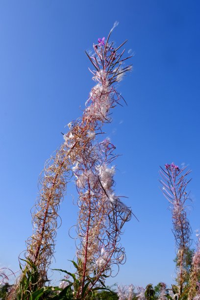 epilobium