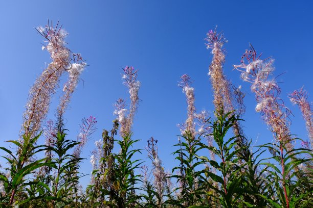 epilobium