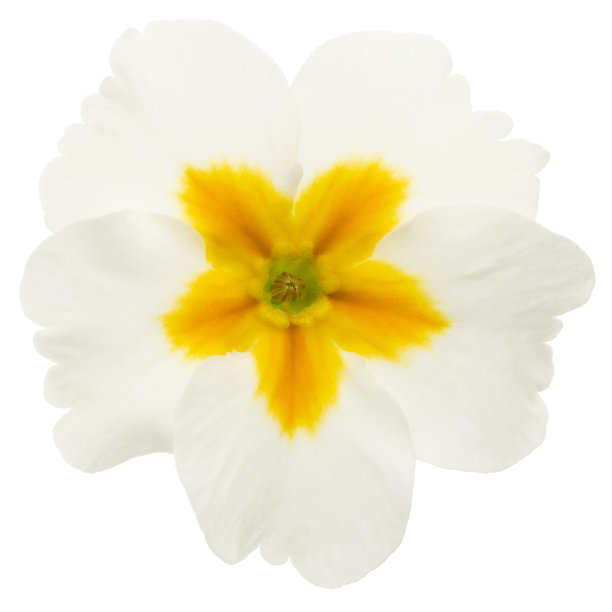 primula