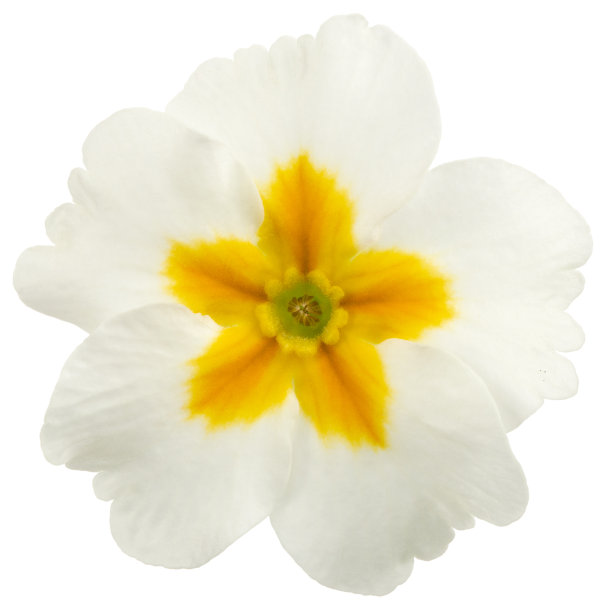 primula