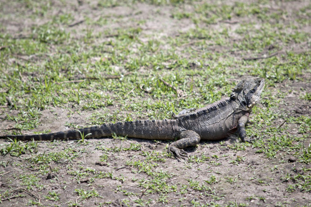 physignathus