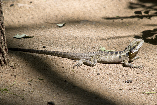 physignathus