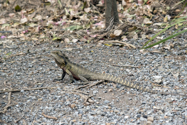physignathus