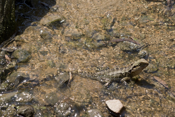physignathus