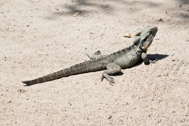 physignathus