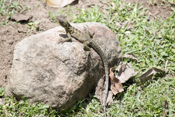 physignathus