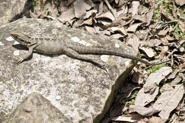 physignathus