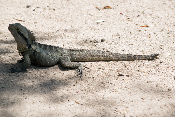 physignathus