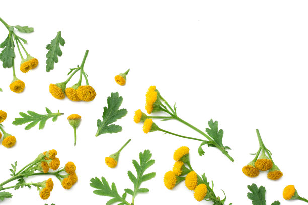 tanacetum
