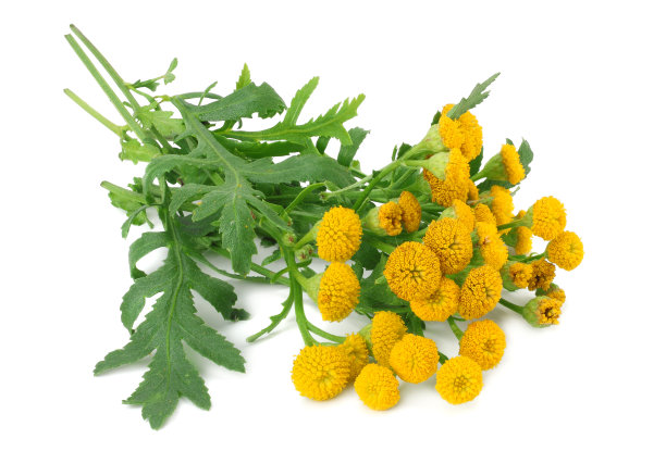 tanacetum