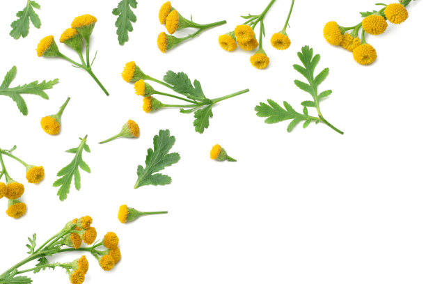 tanacetum