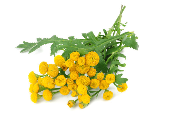 tanacetum