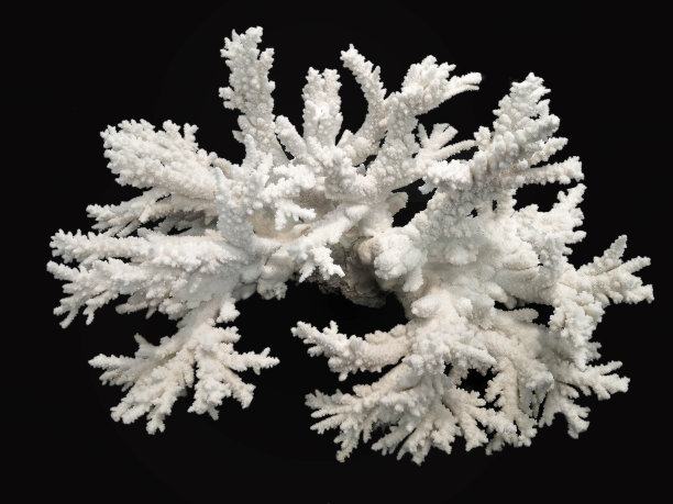 corals