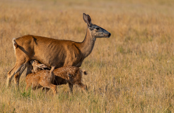 doe