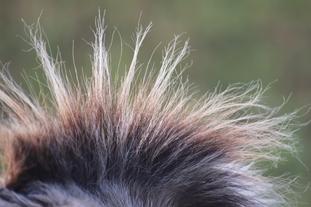 hairs