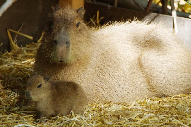 capybara