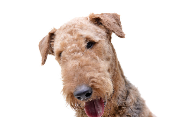 airedale