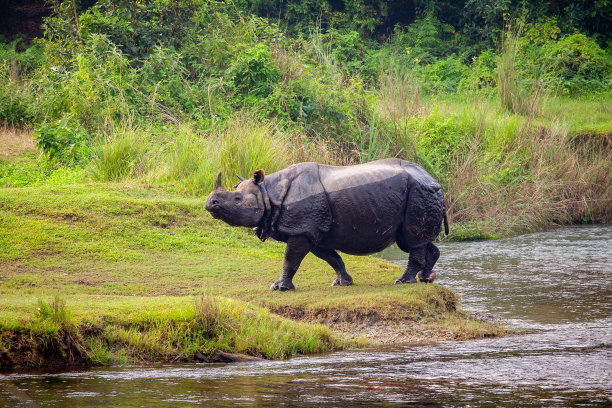 chitwan