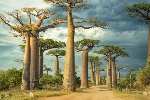 baobab