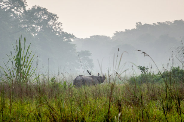 chitwan