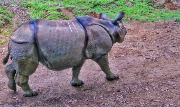chitwan