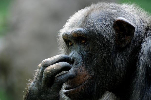 ape