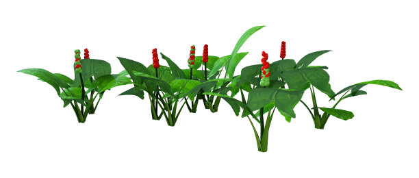 3d马蹄莲