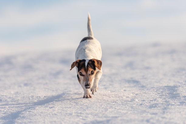 活力步调欢快向前跑