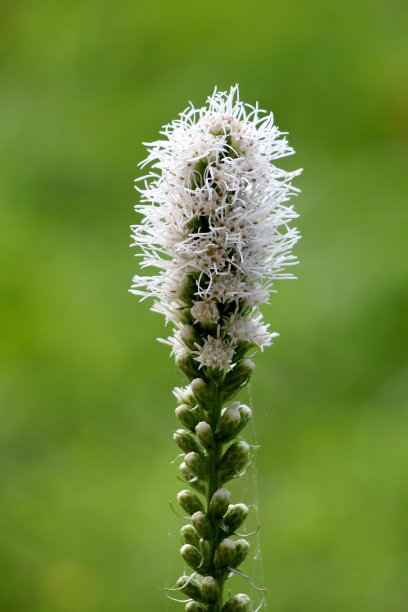 liatris