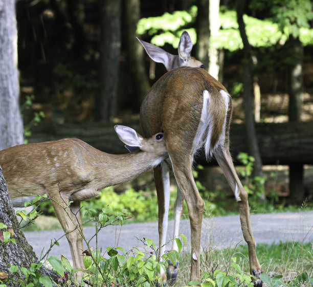 doe