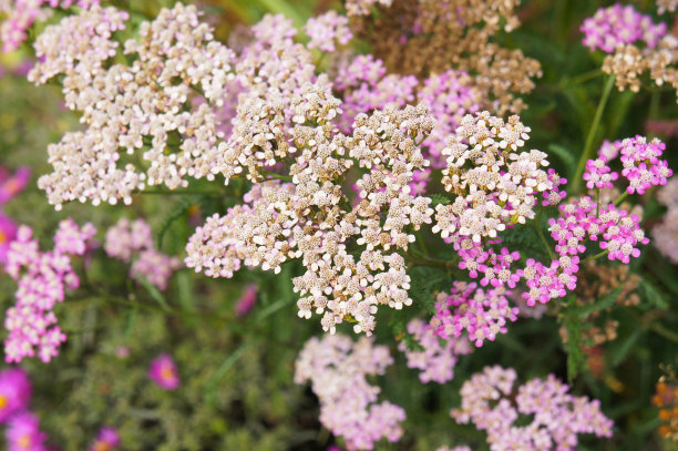 achillea