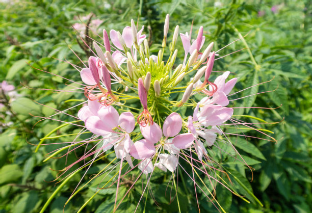 cleome
