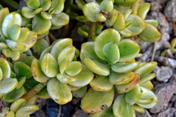 crassula
