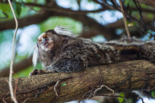 marmosets