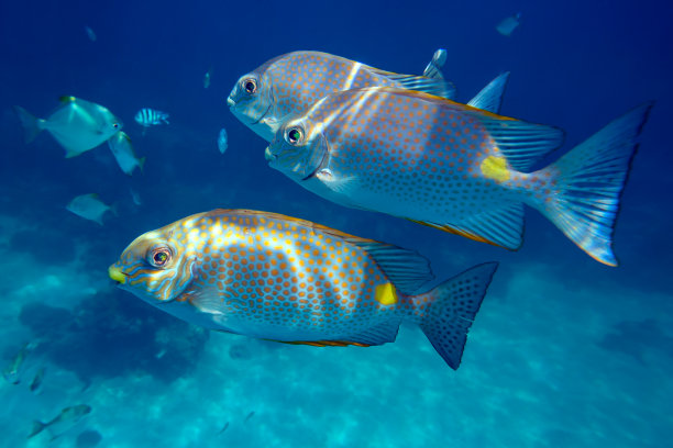 rabbitfish