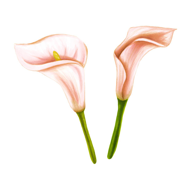 araceae