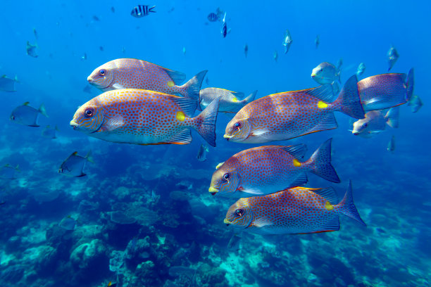 rabbitfish