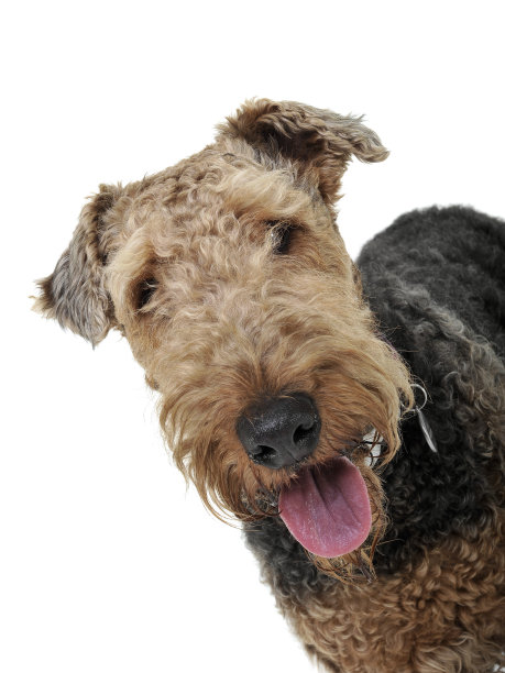 airedale