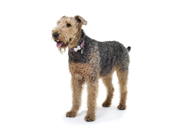 airedale