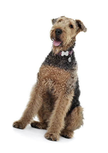 airedale