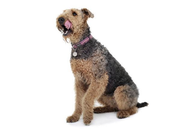 airedale