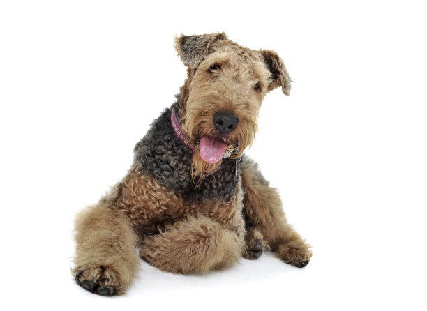airedale