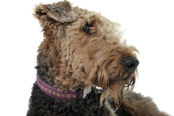 airedale