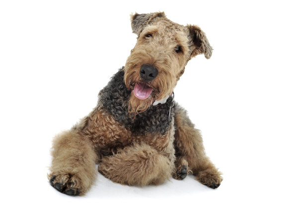 airedale