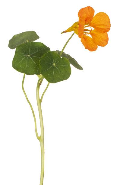 nasturtium