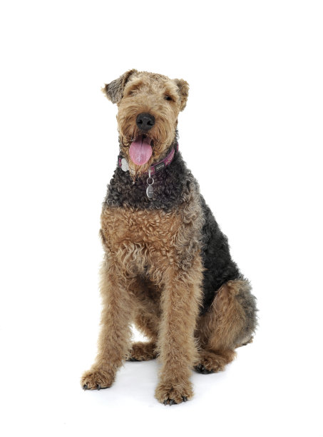 airedale